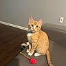 cat, collar, couch, cute, domestic_cat, feline, gray_wall, house_pet, indoor, kitten, orange_tabby, pet, playful, power_outlet, sitting, small_animal, toy, white_paws, wooden_floor, young_cat