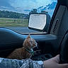 kitten, cat, car_interior, side_mirror, rain, raindrops, window, sky, cloudy, hand, steering_wheel, collar, orange_cat, pet, road, nature, forest, reflection, daytime, curious