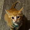 kitten, cat, orange_cat, white_paws, collar, bell, whiskers, wooden_floor, pet, cute, curious, fluffy, indoor, animal, small, looking_up, texture, shadow, striped_shoe, close_up