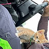 Rome is registered to the contest to win money with this photo: kitten, cat, orange_cat, collar, car_interior, steering_wheel, person, hand, clothing, lap, green_blanket, holiday_pattern, seat, window, daylight, candid, pet, animal, domestic, cozy