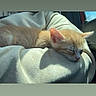 Rome is registered to the contest to win money with this photo: kitten, cat, sleeping, orange_fur, young_animal, sunlight, soft_texture, cozy, resting, pet, closeup, indoor, comfort, nap, cute, feline, fur, animal, peaceful, warm
