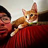 Rome joined the competition — help win amazing prizes! cat, close_up, collar, companion, couch, curious, domestic_animal, face, furniture, ginger_cat, glasses, indoor, orange_fur, person, pet, red_clothing, relaxed, resting, whiskers, young_cat