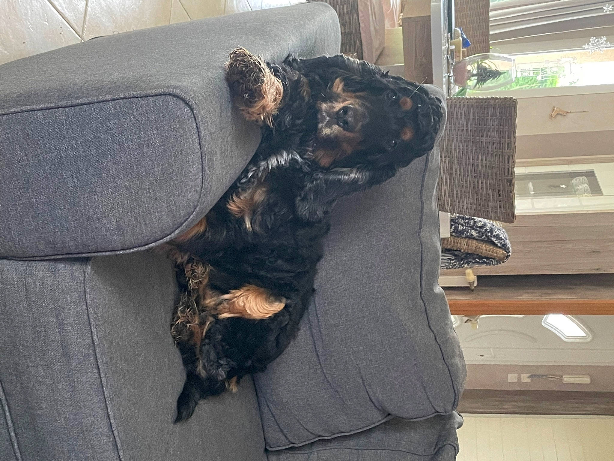 Markus a rejoint le concours — aidez-le/la à gagner de superbes lots ! canidae, carnivore, collar, comfort, companion_dog, dog, dog_breed, dog_collar, fawn, fur, guard_dog, liver, non_sporting_group, snout, sporting_group, tail, toy_dog, vehicle_door, whiskers, working_animal