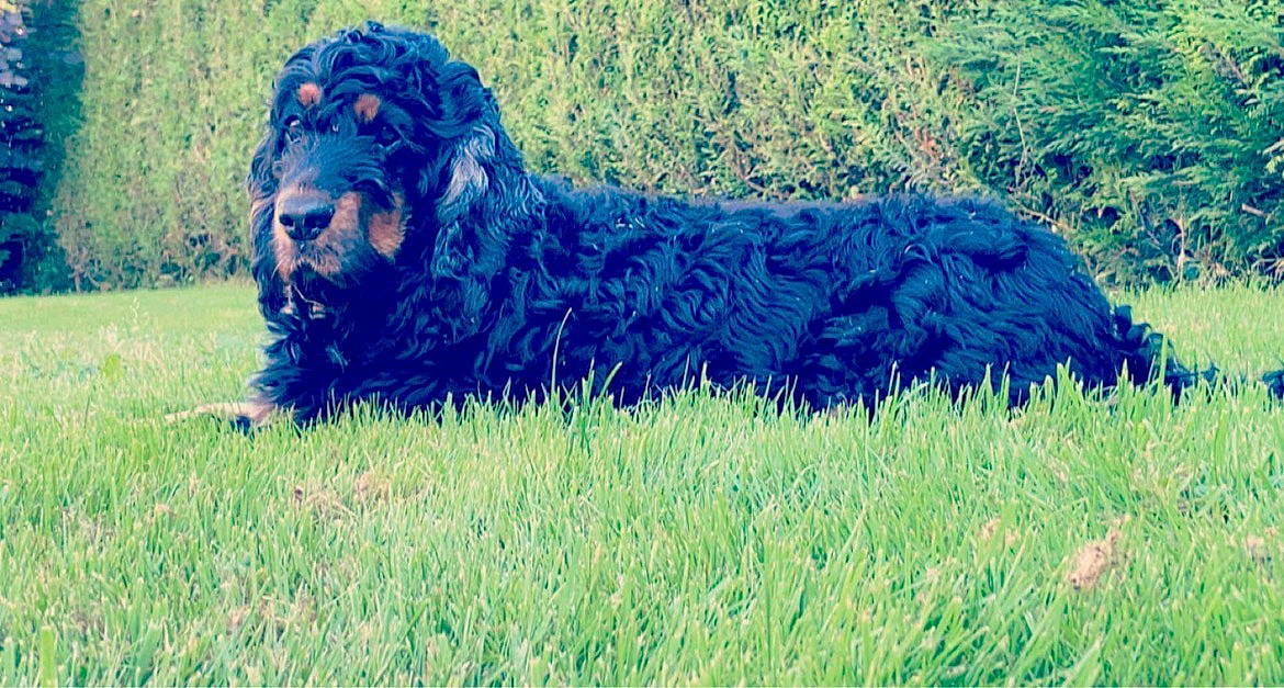 Markus participe au concours pour gagner de l'argent avec cette photo : art, canidae, carnivore, companion_dog, dog, dog_breed, fur, grass, grassland, groundcover, gun_dog, herding_dog, non_sporting_group, plant, spaniel, sporting_group, terrestrial_animal, toy_dog, water_dog, working_dog