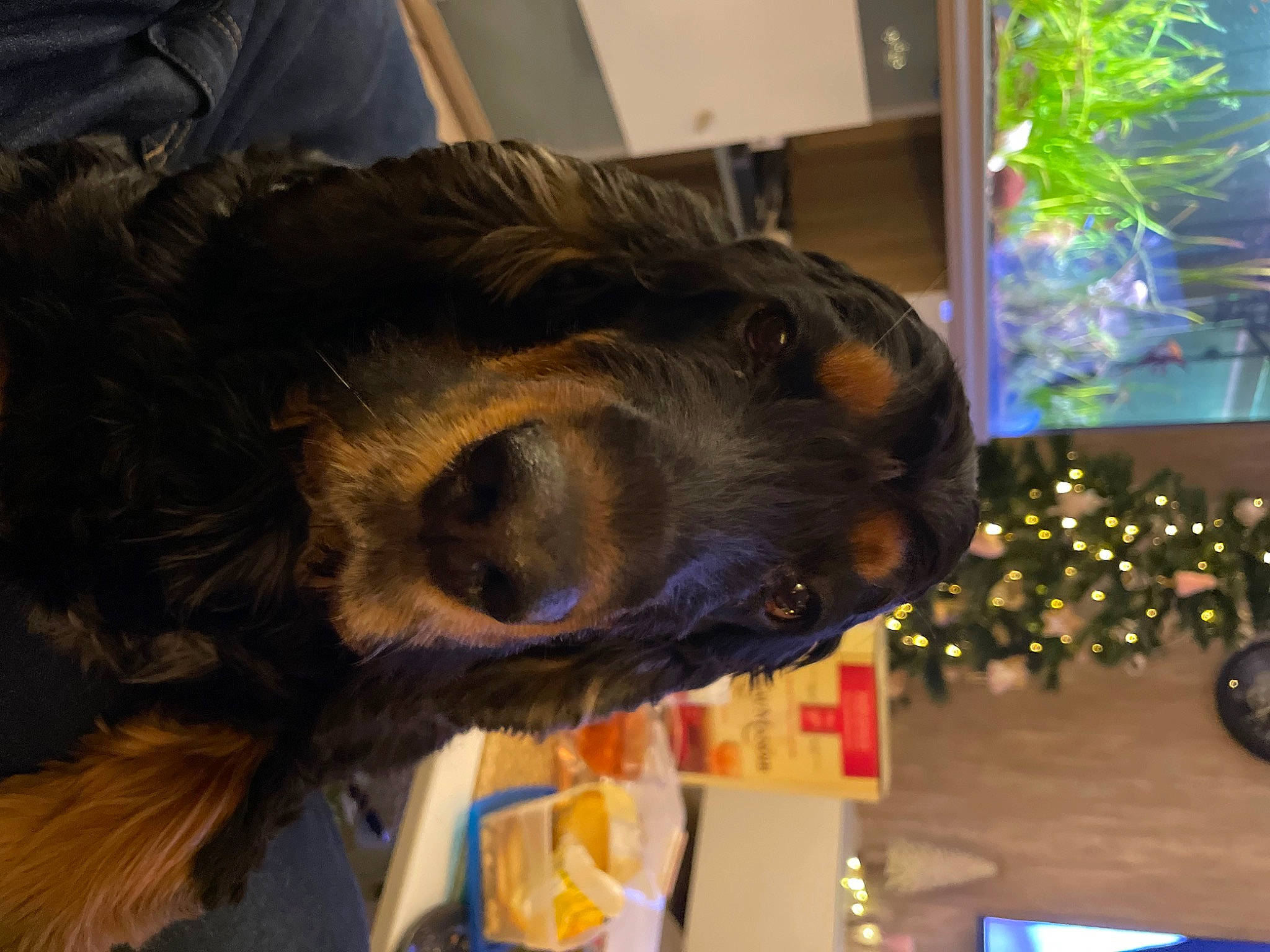 Markus participe au concours pour gagner de l'argent avec cette photo : carnivore, christmas_decoration, christmas_ornament, christmas_tree, companion_dog, conifer, dog, dog_breed, event, fun, fur, holiday, liver, natural_material, plant, snout, spaniel, sporting_group, tree, working_animal