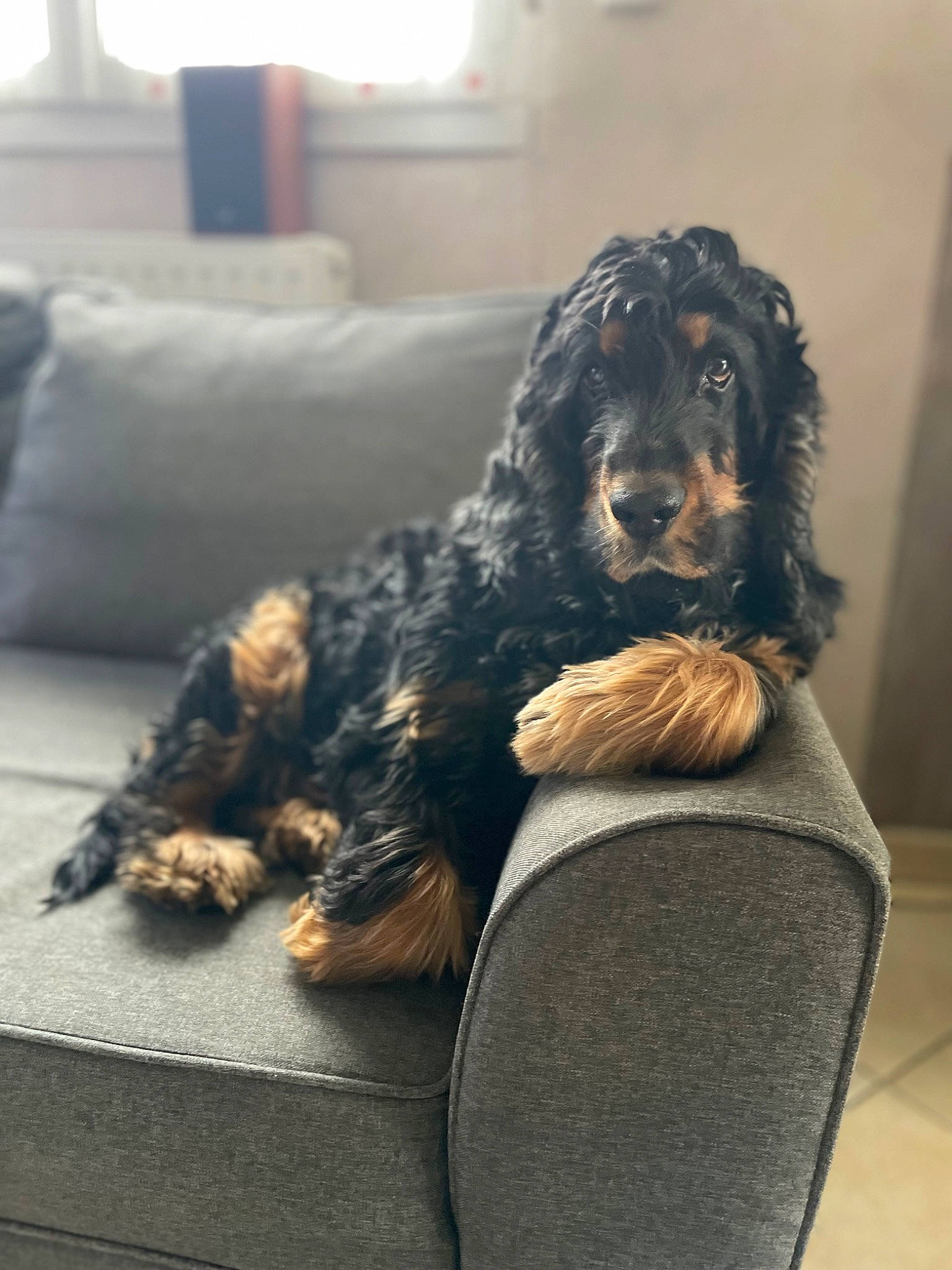 Markus a rejoint le concours — aidez-le/la à gagner de superbes lots ! canidae, carnivore, comfort, companion_dog, couch, dog, dog_breed, flooring, fur, liver, living_room, room, sitting, spaniel, sporting_group, studio_couch, vertebrate, water_dog, working_animal, working_dog