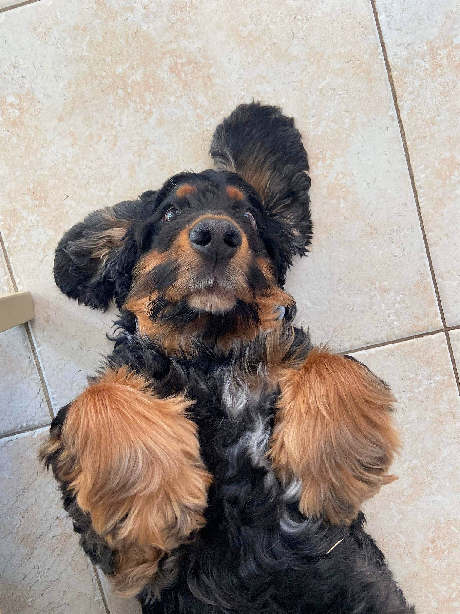 Markus a rejoint le concours — aidez-le/la à gagner de superbes lots ! brown, canidae, carnivore, companion_dog, dog, dog_breed, fawn, fur, liver, puppy, puppy_love, snout, sporting_group, tail, terrier, toy_dog, working_animal