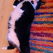 Tuxedo joined the competition — help win amazing prizes! black_and_white, cat, colorful, cozy, curious, domestic_animal, feline, flooring, fur, indoor, lying_down, mammal, paw, pet, relaxed, rug, stretched_out, texture, whiskers, wooden_floor