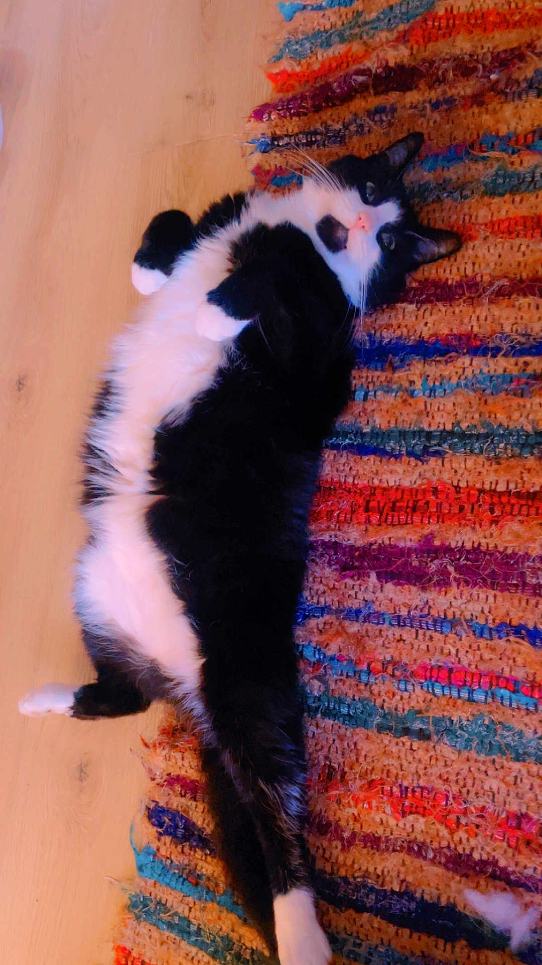 Tuxedo