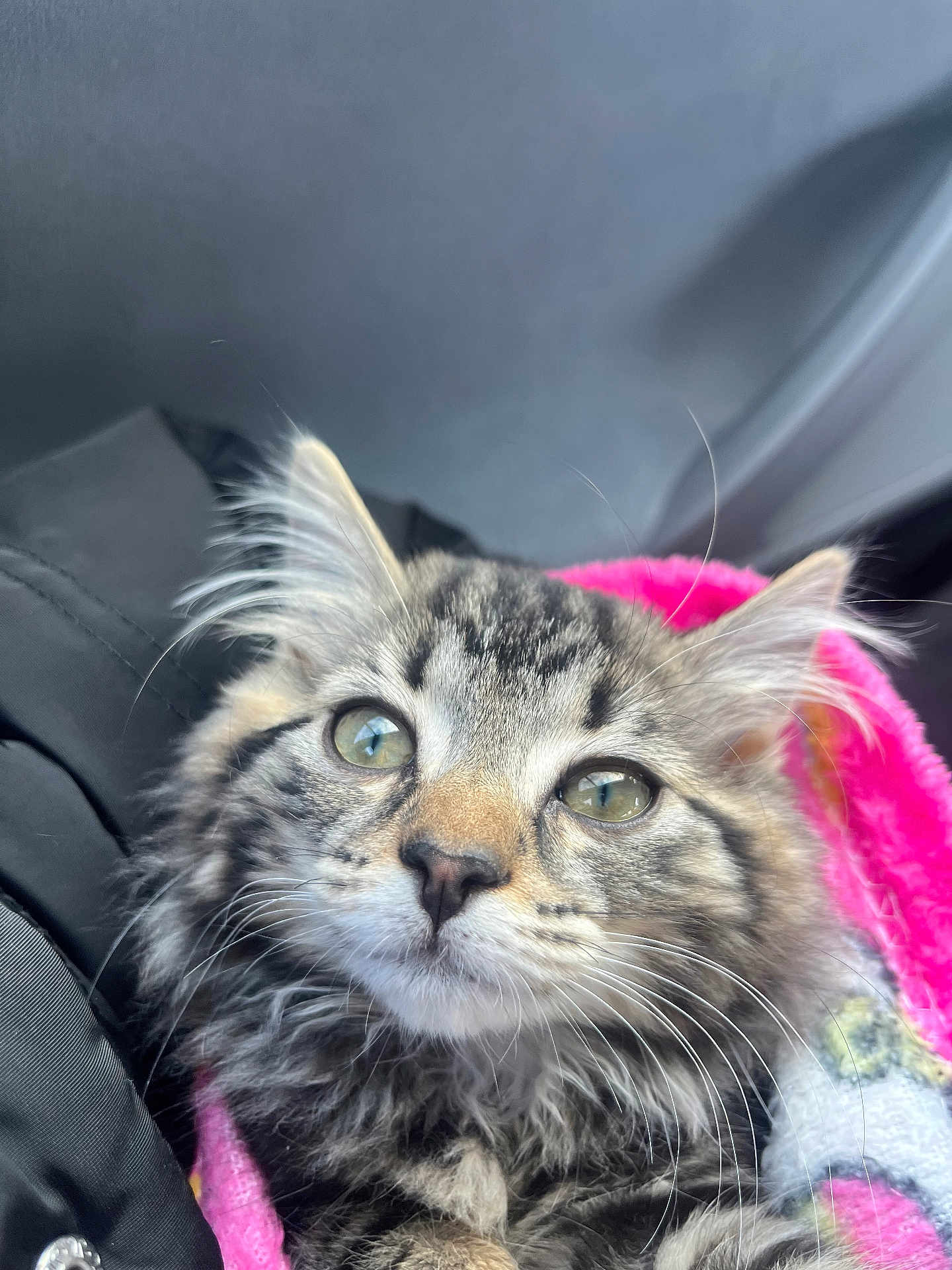 Chanel is registered to the contest to win money with this photo: kitten, cat, close_up, tabby, fur, whiskers, eyes, pink_blanket, cozy, portrait, pet, animal, cute, indoor, soft_light, young_cat, feline, fluffy, curious, resting