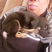 Royal joined the competition — help win amazing prizes! animal, black_dog, closeup, clothing, comfort, couch, cute, dog, earrings, face, hoop_earrings, indoor, jacket, person, pet, puppy, resting, sleeping, tan_spots, woman