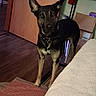 alert, animal, bedspread, box, brown_dog, carpet, collar, dog, door, ears_up, furniture, guarding, home, indoor, living_room, pet, rug, spiked_collar, standing, wooden_floor