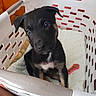 Royal joined the competition — help win amazing prizes! animal, basket, black, blanket, cozy, curious, cute, dog, fur, indoor, looking, pet, pet_toy, puppy, sitting, small, soft, tan, toy, young