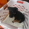 Royal joined the competition — help win amazing prizes! animal, black_dog, blanket, cute, dog, ears, floor, fur, home, indoor, laundry_basket, pet, plastic, puppy, resting, small, soft, tail, tan_markings, young_dog