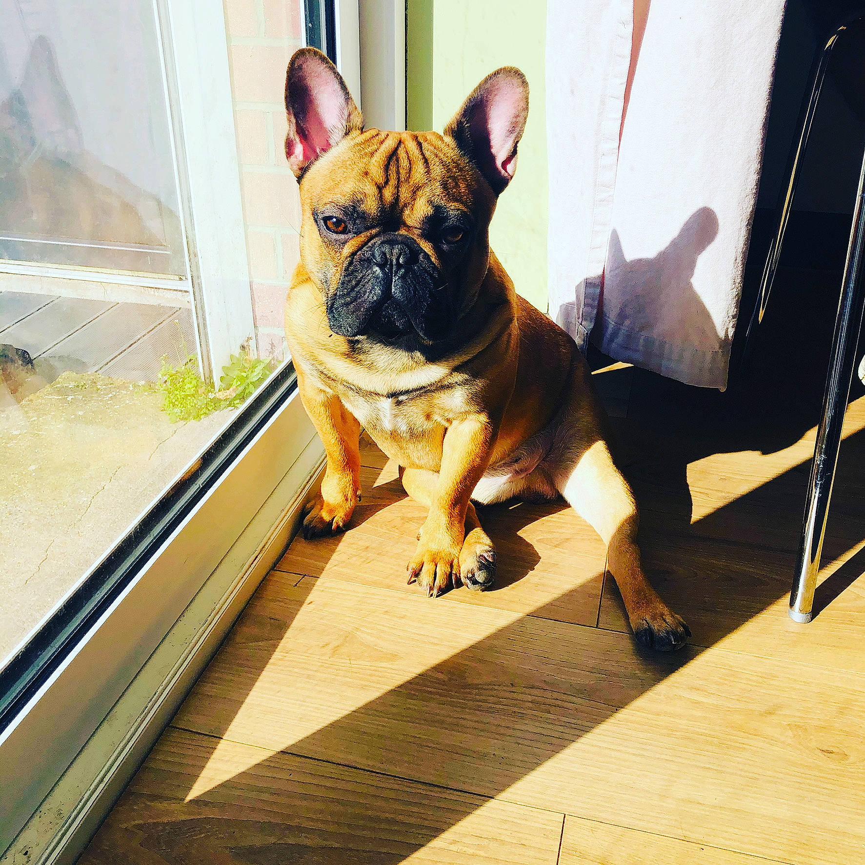 Paros participe au concours pour gagner de l'argent avec cette photo : bulldog, canidae, carnivore, collar, companion_dog, dog, dog_breed, dog_collar, fawn, flooring, french_bulldog, plant, snout, sporting_group, toy_dog, whiskers, window, wood, working_animal, wrinkle