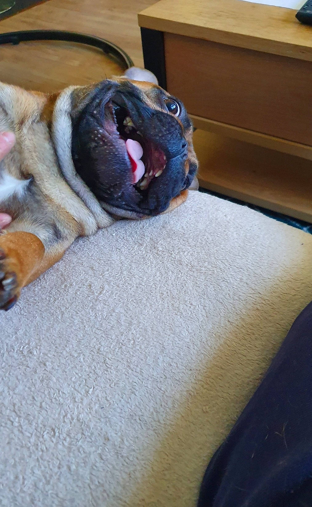 Paros a rejoint le concours — aidez-le/la à gagner de superbes lots ! comfort, companion_dog, dog_breed, fang, fawn, felidae, flooring, fur, leash, linens, paw, small_to_medium_sized_cats, stuffed_toy, tail, terrestrial_animal, toy, whiskers, wood, wool, yawn