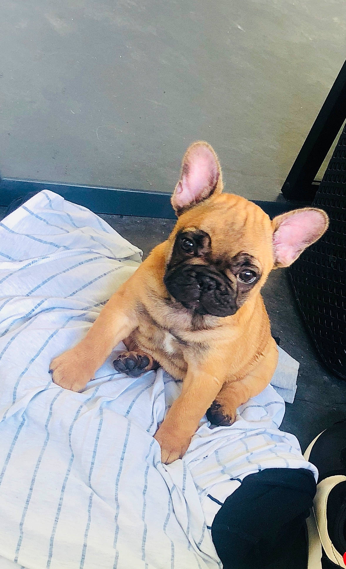 Paros participe au concours pour gagner de l'argent avec cette photo : canidae, carnivore, comfort, companion_dog, dog, dog_breed, ear, eye, fawn, head, human_leg, linens, paw, pug, sitting, snout, sporting_group, toy_dog, working_animal, wrinkle