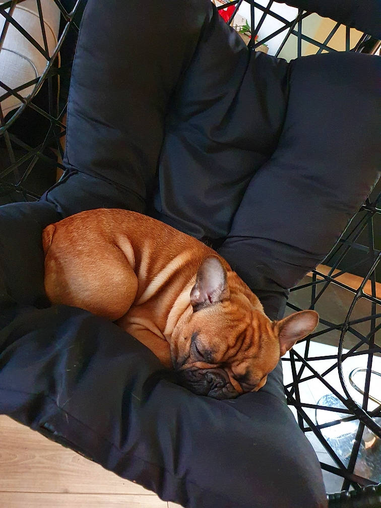 Paros participe au concours pour gagner de l'argent avec cette photo : carnivore, comfort, companion_dog, elbow, fawn, felidae, fur, hand, human_body, human_leg, knee, leg, leisure, liver, sitting, thigh, whiskers, wood, wrinkle, wrist