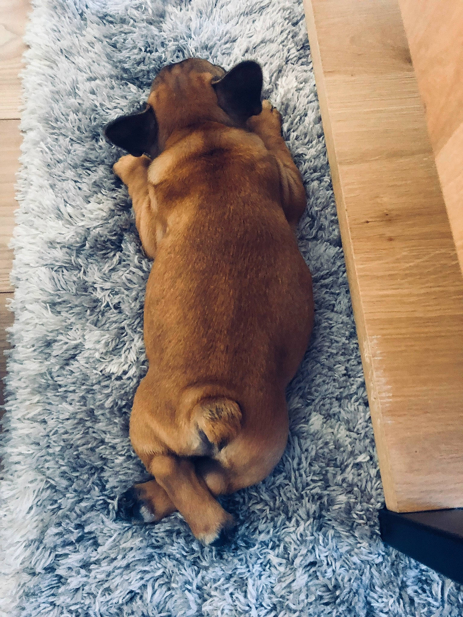 Paros participe au concours pour gagner de l'argent avec cette photo : canidae, carnivore, comfort, companion_dog, dog, dog_breed, fawn, hardwood, linens, liver, paw, plank, snout, sporting_group, stuffed_toy, tail, trunk, whiskers, wood, working_animal