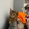 animal_portrait, cat, clothing, couch, cozy, curious, domestic_animal, door, feline, furniture, home_interior, indoor, orange_shirt, pet, photo_board, relaxed, resting, stuffed_animal, tabby_cat, wall