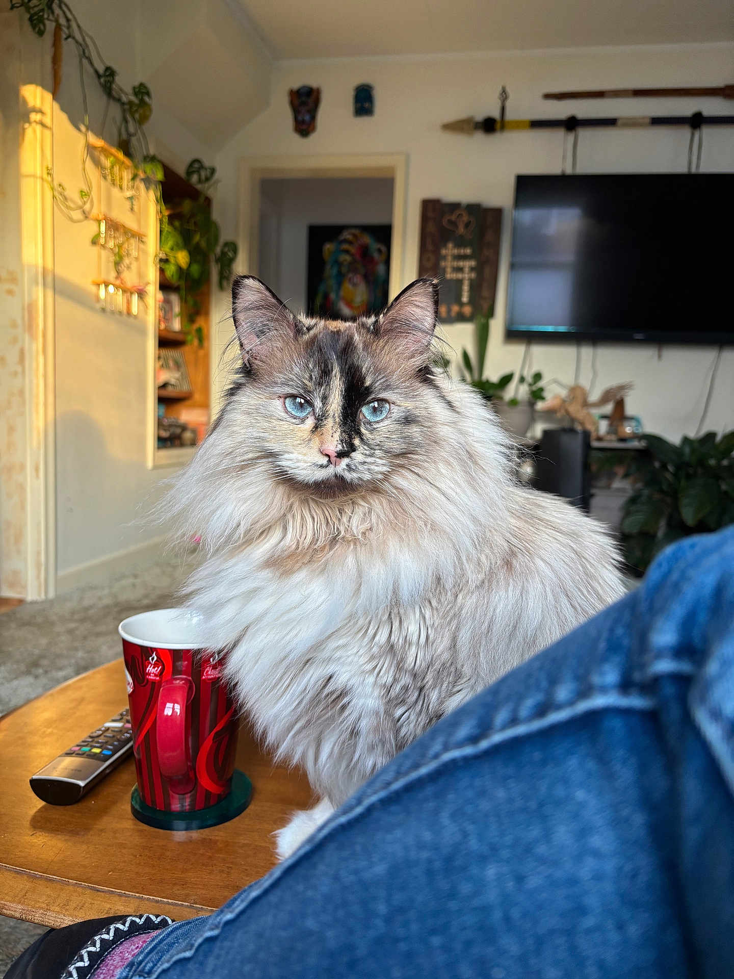 The Duck is registered to the contest to win money with this photo: cat, long_hair_cat, blue_eyes, fluffy_fur, mug, coffee_mug, remote_control, coffee_table, living_room, tv, plant, bookshelf, wall_art, portrait, indoor, sunlight, whiskers, denim, pet, cozy