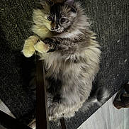 The Duck is registered to the contest to win money with this photo: cat, fluffy_cat, long_hair, feline, pet, indoor, carpet, paws, tail, closeup, cute, relaxed, lying_down, looking_at_camera, whiskers, tortoiseshell, cream_fur, grey_fur, fur_texture, chair_leg