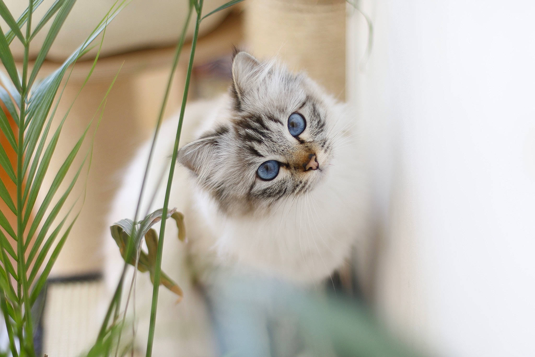 Origami a rejoint le concours — aidez-le/la à gagner de superbes lots ! asian, asian_semi_longhair, british_longhair, british_semi_longhair, carnivore, cat, eye, fawn, felidae, fur, kitten, mammal, persian, plant, ragamuffin, ragdoll, siberian, small_to_medium_sized_cats, whiskers