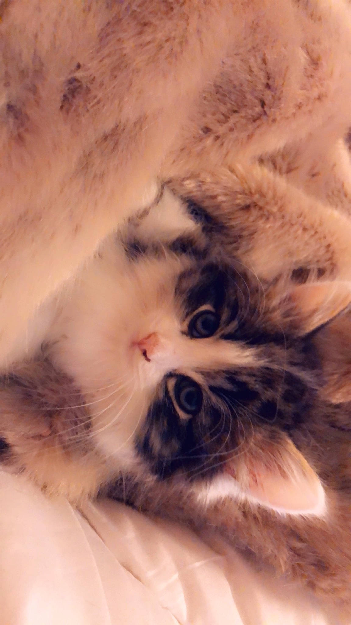 Mason joined the competition — help win amazing prizes! carnivore, cat, claw, comfort, domestic_short_haired_cat, fawn, felidae, fur, iris, nap, paw, ragdoll, sand, sleep, small_to_medium_sized_cats, snout, tail, terrestrial_animal, whiskers