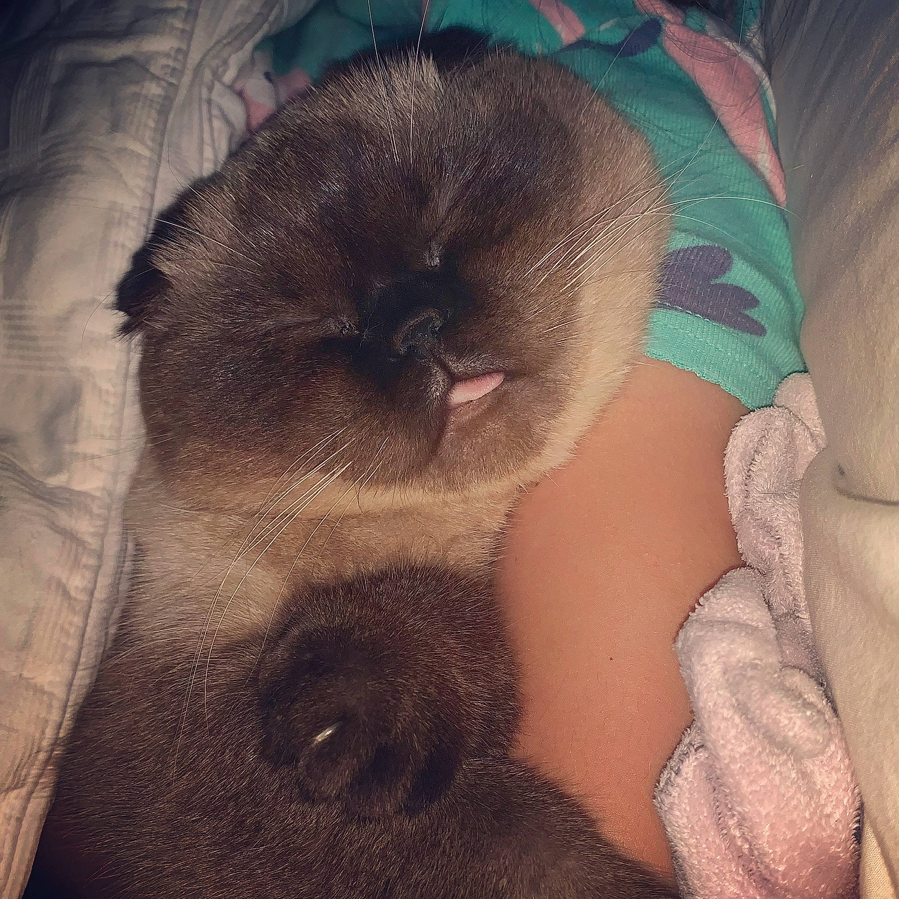 Boba joined the competition — help win amazing prizes! abdomen, barechested, carnivore, chest, close_up, cloud, comfort, companion_dog, dog_breed, fawn, felidae, foot, fur, human_leg, neck, small_to_medium_sized_cats, tail, tattoo, trunk, whiskers