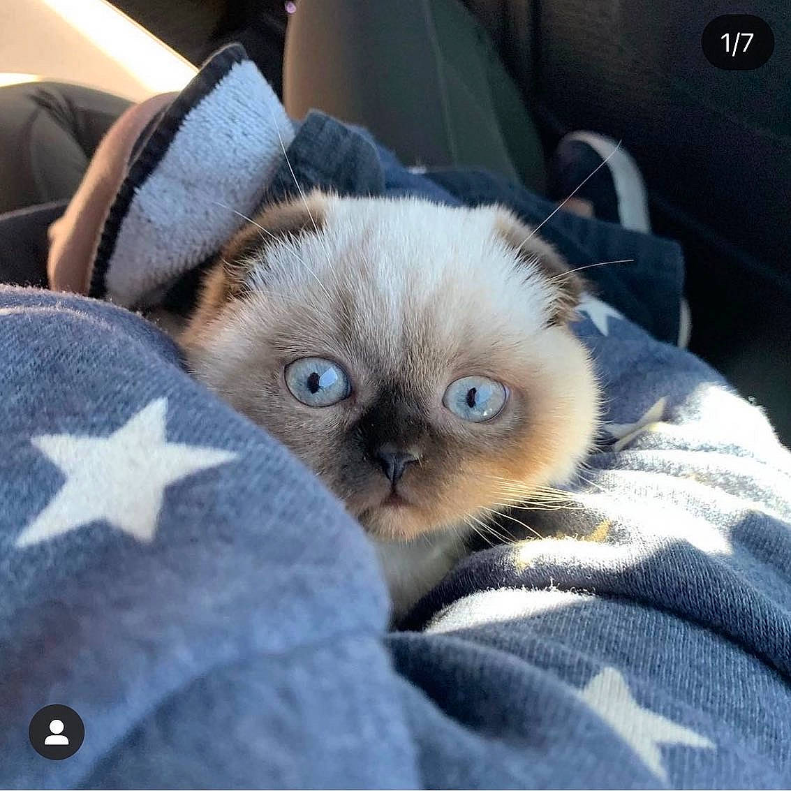 Boba is registered to the contest to win money with this photo: bag, carnivore, cat, chair, claw, comfort, domestic_short_haired_cat, electric_blue, fashion_accessory, fawn, felidae, fur, grey, paw, photo_caption, small_to_medium_sized_cats, snout, terrestrial_animal, textile, whiskers