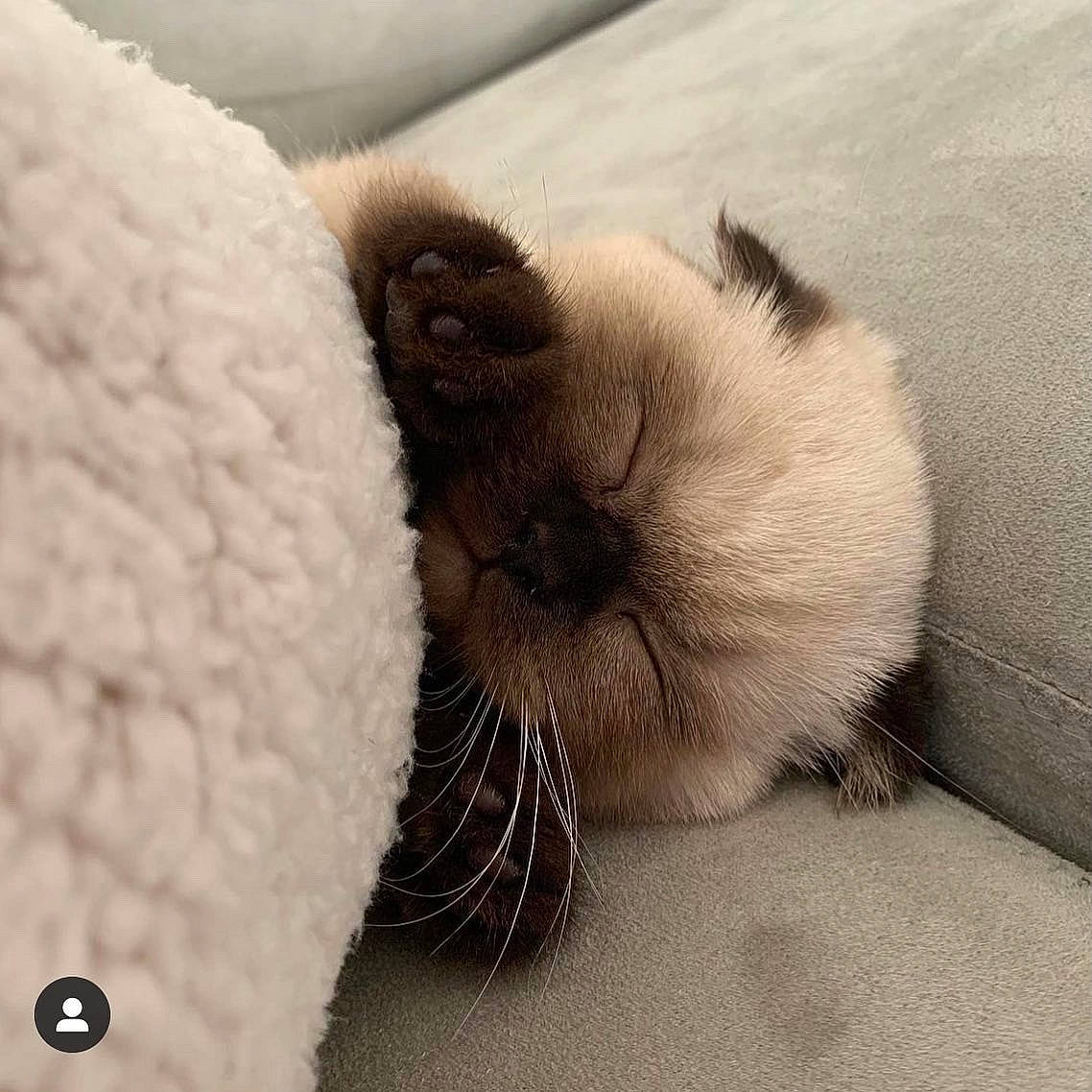 Boba joined the competition — help win amazing prizes! canidae, carnivore, cat, cat_bed, claw, comfort, companion_dog, dog_breed, fawn, felidae, fur, nap, paw, siamese, small_to_medium_sized_cats, snout, sporting_group, tail, terrestrial_animal, whiskers