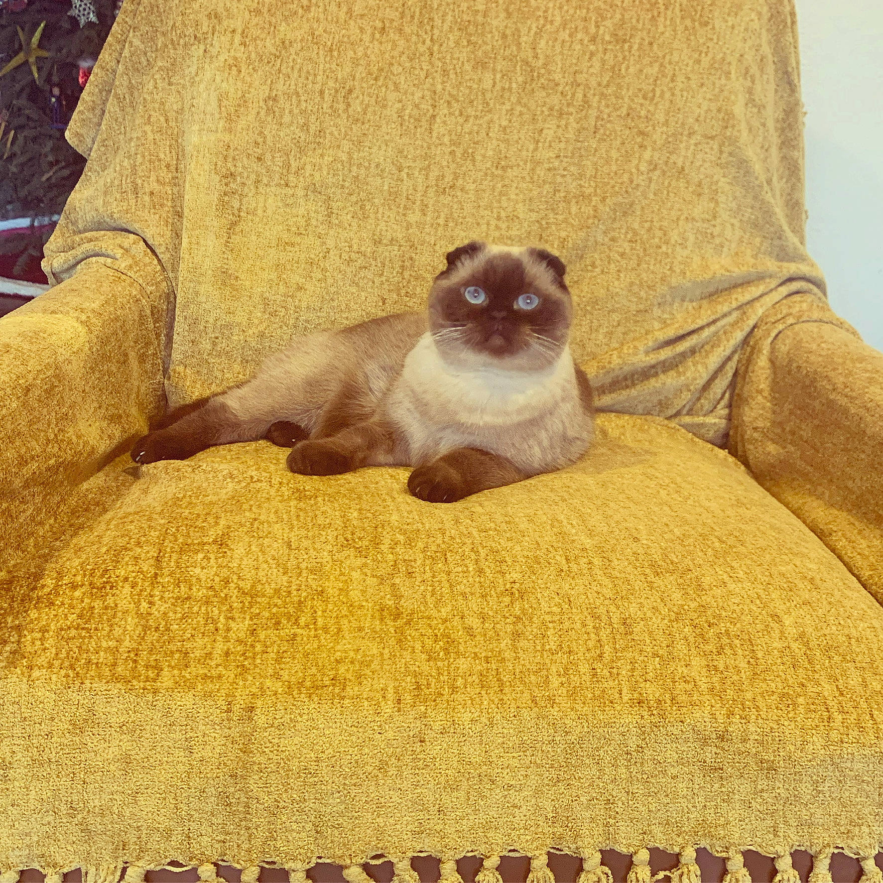 Boba is registered to the contest to win money with this photo: balinese, beige, carnivore, cat, comfort, companion_dog, domestic_short_haired_cat, fawn, felidae, flooring, fur, linens, paw, siamese, small_to_medium_sized_cats, tail, terrestrial_animal, thai, whiskers, wood