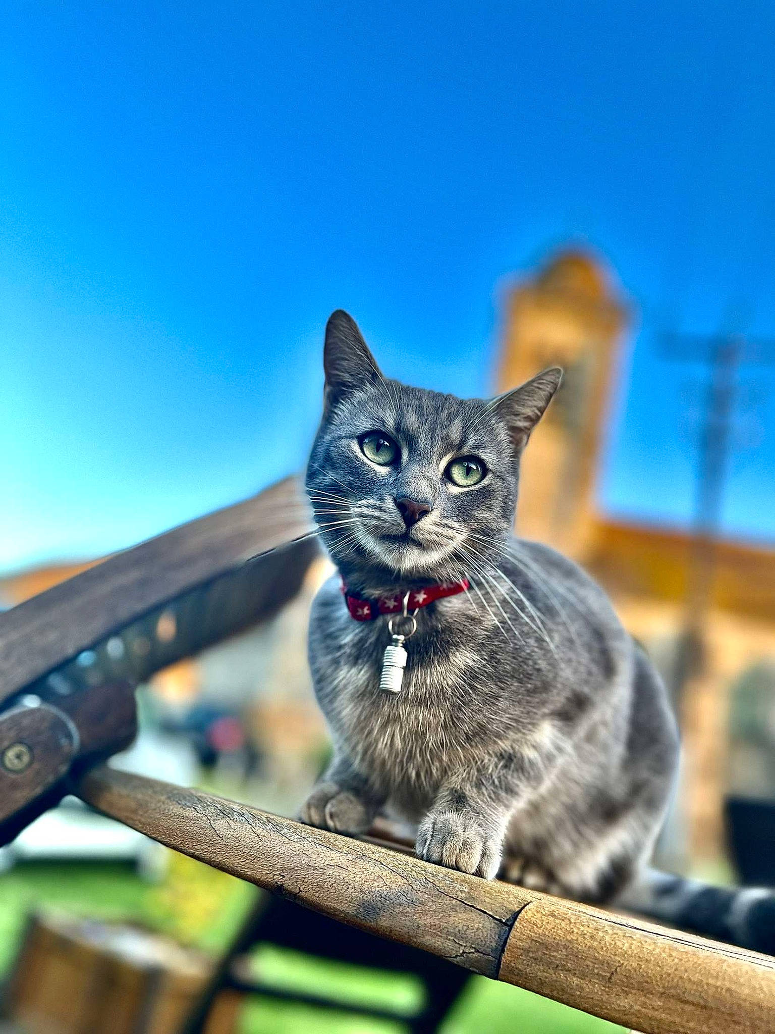 Chiva a rejoint le concours — aidez-le/la à gagner de superbes lots ! carnivore, cat, collar, domestic_short_haired_cat, electric_blue, felidae, fur, grass, grey, paw, russian_blue, sitting, sky, small_to_medium_sized_cats, snout, tail, terrestrial_animal, vertebrate, whiskers, wildlife