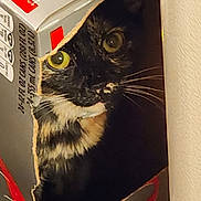 Joy is registered to the contest to win money with this photo: animal, box, cardboard, cat, closeup, container, curious, eyes, feline, hiding, hole, indoor, light, pet, playful, shadow, soda_box, tortoiseshell_cat, wall, whiskers