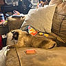 siamese_cat, cat, couch, pillow, snacks, chips, crackers, plastic_bag, remote_control, living_room, clutter, household_items, brown_furniture, pet, indoor, curious, relaxed, furniture, cord, table