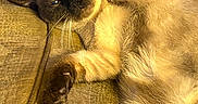 Marshmellow joined the competition — help win amazing prizes! cat, siamese_cat, pet, animal, feline, paw, fur, whiskers, couch, indoor, relaxed, sleepy, cute, brown, beige, soft_lighting, closeup, resting, playful, cozy