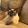 Marshmellow is registered to the contest to win money with this photo: cat, siamese_cat, pet, feline, indoor, couch, furniture, brown, tan, blue_eyes, relaxing, whiskers, cute, animal, home, domestic, cozy, soft, blurred, resting