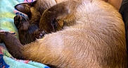 Marshmellow is registered to the contest to win money with this photo: animal, blanket, cat, colorful, couch, cozy, curled_up, cute, feline, fur, indoor, napping, paw, pet, relaxed, resting, siamese_cat, sleeping, soft, warm_lighting