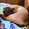 cat, siamese_cat, sleeping, curled_up, paw, blanket, colorful, soft, cozy, feline, pet, indoor, resting, cute, fur, animal, relaxed, napping, couch, warm_lighting