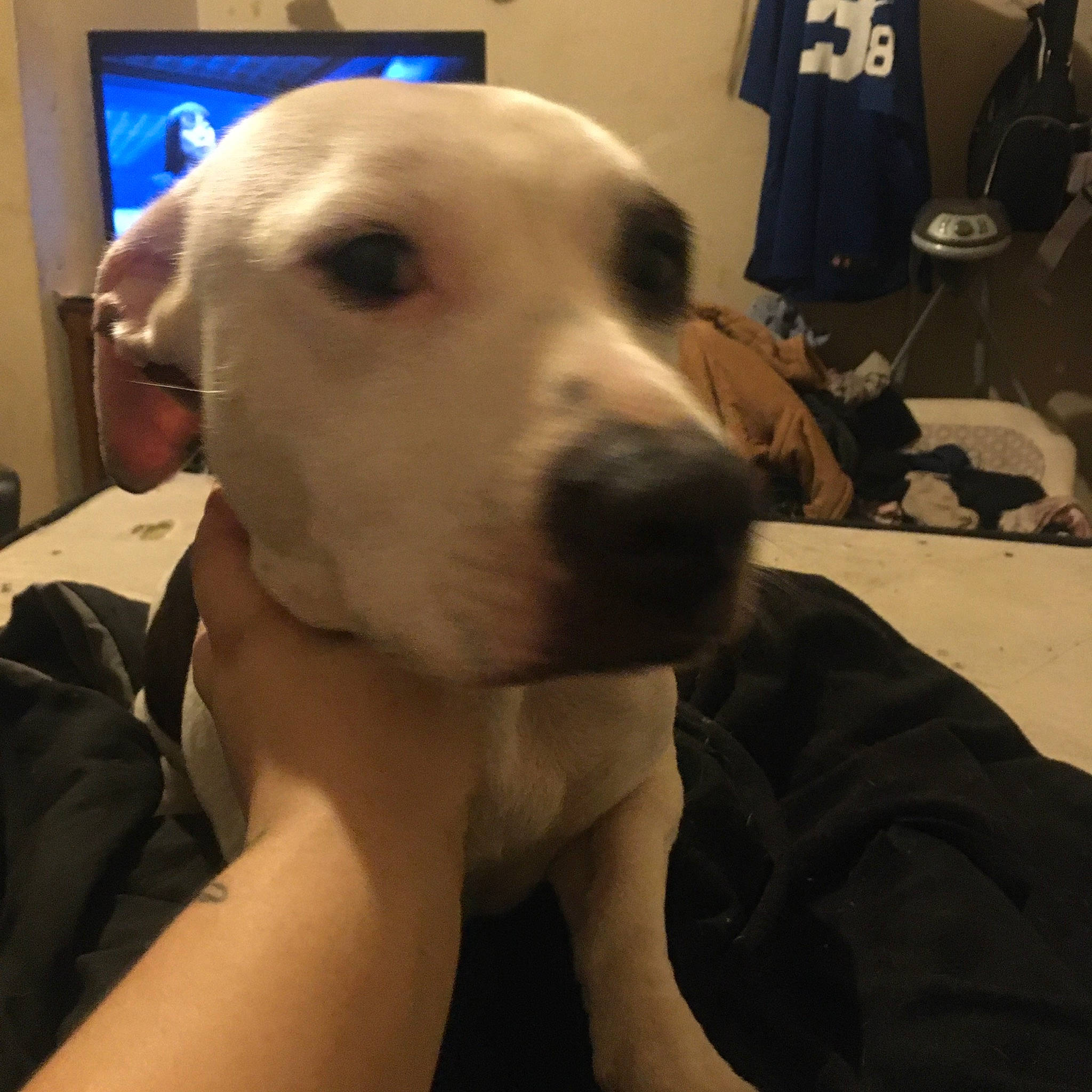 Riley Rose joined the competition — help win amazing prizes! canidae, carnivore, collar, companion_dog, dog, dog_breed, dog_collar, ear, eye, fawn, flooring, fur, jaw, luggage_and_bags, non_sporting_group, selfie, snout, sporting_group, whiskers, working_animal