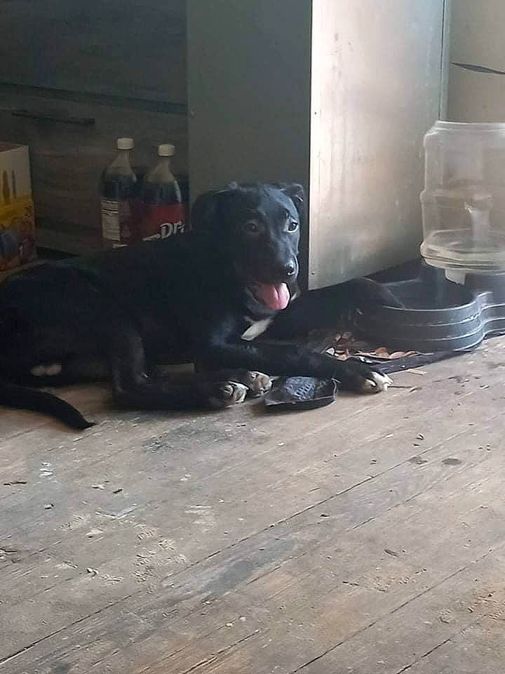 Boone is registered to the contest to win money with this photo: borador, bottle, canidae, carnivore, companion_dog, darkness, dog, dog_breed, floor, flooring, fur, gas, non_sporting_group, sitting, sporting_group, terrestrial_animal, tints_and_shades, wood