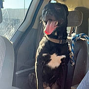 Boone is registered to the contest to win money with this photo: accessories, animal, belt, canine, clothing, cushion, dog, face, head, homedecor, hound, jeans, pants, person, pet, photography, portrait, puppy, transportation, vehicle