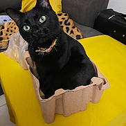 Onyx participe au concours pour gagner de l'argent avec cette photo : animal, black_cat, blanket, cardboard, cat, close_up, collar, container, couch, cozy, curious, domestic_cat, furniture, green_eyes, home, indoor, pet, sitting, table, yellow_surface