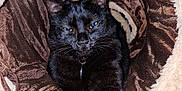 Onyx a rejoint le concours — aidez-le/la à gagner de superbes lots ! animal, bed, beige, black_cat, brown, cat, cozy, eyes, feline, fur, indoor, paw, pet, plush, relaxed, sleeping, stretching, texture, tunnel, whiskers