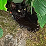 Onyx participe au concours pour gagner de l'argent avec cette photo : animal, black_cat, cat, close_up, eyes, forest, fur, green_leaves, hidden, moss, nature, outdoor, paw, plant, relaxing, resting, rock, shade, whiskers, wildlife