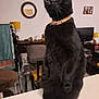 Onyx participe au concours pour gagner de l'argent avec cette photo : alert, animal, black_cat, cat, chair, collar, countertop, curious, domestic, furniture, home_decor, indoor, lamp, living_room, mirror, pet, standing, table, television, whiskers