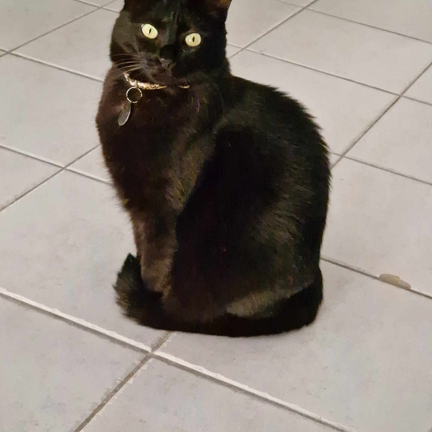 Onyx participe au concours pour gagner de l'argent avec cette photo : animal, black_cat, cat, collar, collar_tag, curious, cute, domestic_animal, ears, eyes, feline, floor, fur, indoor, looking, pet, sitting, tail, tile_floor, whiskers