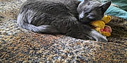 Akhenaton a rejoint le concours — aidez-le/la à gagner de superbes lots ! animal, bed, blanket, cat, comfort, cozy, cute, domestic, feline, fur, gray_cat, indoor, pet, quilting, relaxing, resting, sleeping, stuffed_toy, textured, toy