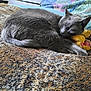 animal, bed, blanket, cat, comfort, cozy, cute, domestic, feline, fur, gray_cat, indoor, pet, quilting, relaxing, resting, sleeping, stuffed_toy, textured, toy