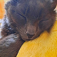 Akhenaton participe au concours pour gagner de l'argent avec cette photo : animal, cat, close_up, cozy, cute, domestic_animal, face, feline, fur, gray_fur, indoor, nap, peaceful, pet, relaxing, resting, sleeping, soft, whiskers, yellow_blanket